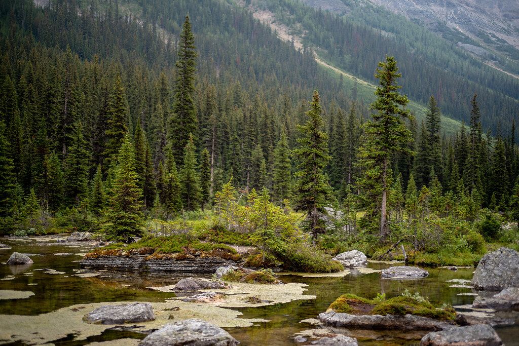 View at the Consolation Lakes.