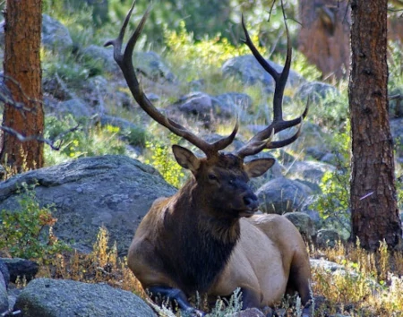 Bull Elk resting under a tree in the forest.
