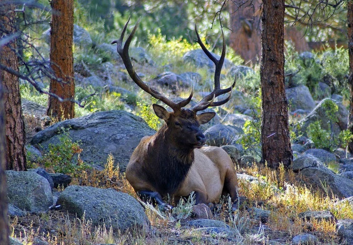 Bull Elk along the Lakeshore Trail at Moraine Lake.