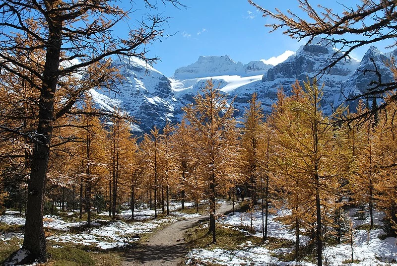 Larch Valley fall with snow on the ground.