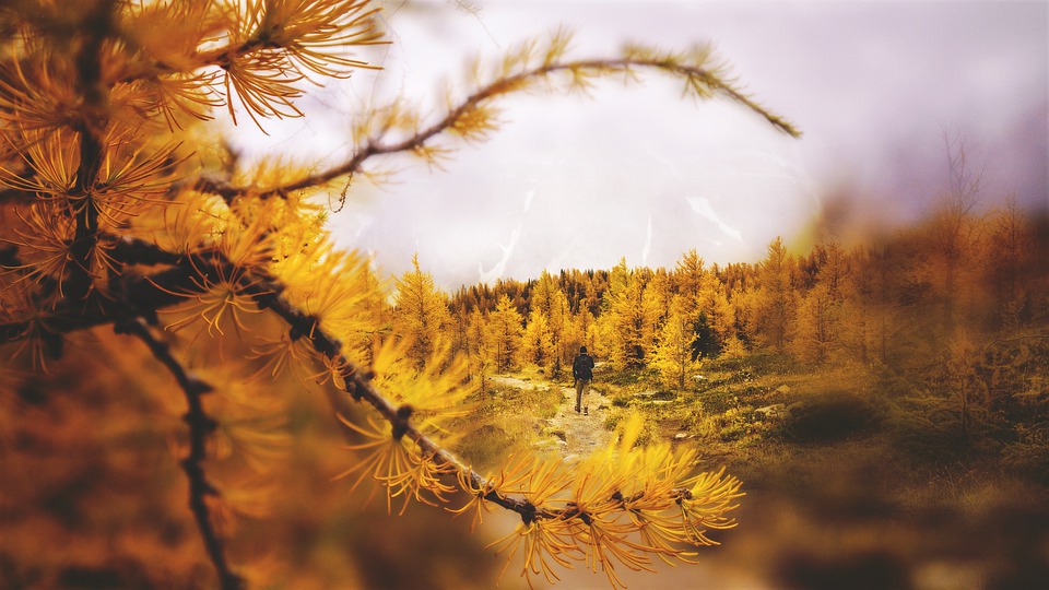 View through Larch trees of person walking.