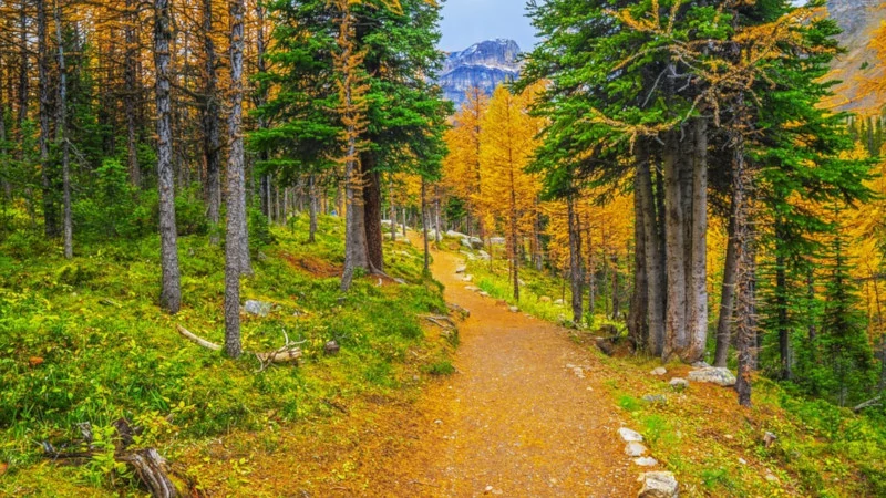 Path through a Larch forest at Moraine Lake.